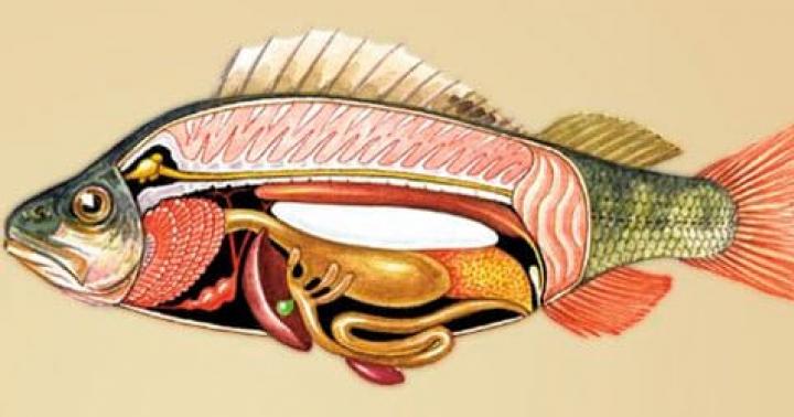 Внутренности рыбы рисунок